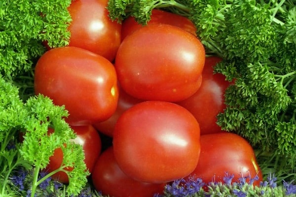 Popis odrůdy rajčat Stanichnik, vlastnosti pěstování a péče
