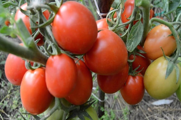 preparaciones de tomate