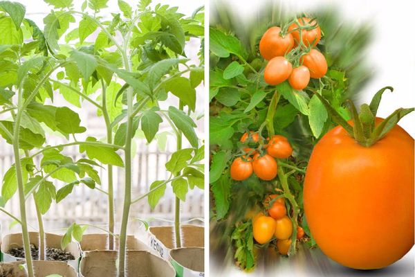 Tomates híbridos