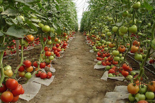 Growing tomatoes