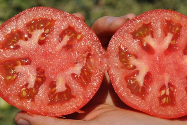 Hybrid tomatoes