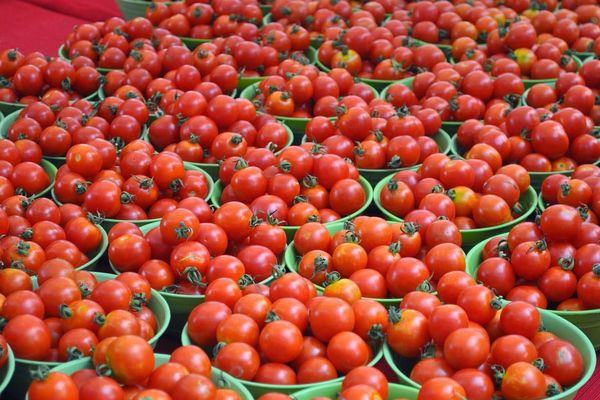 Raccolta del pomodoro