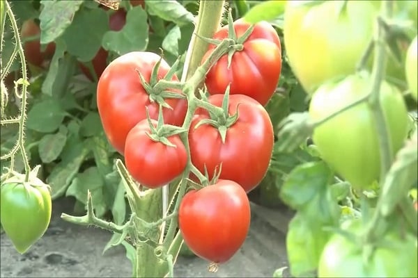 Tomatentrocknung