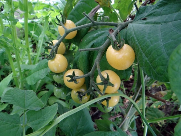 Sweet Cherry F1 tomato