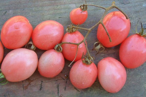 Tomate Tailandês