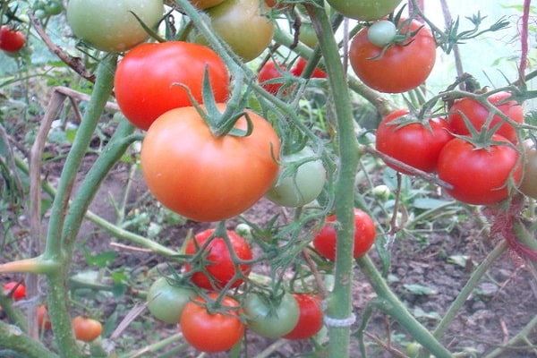 Tomate Taymyr