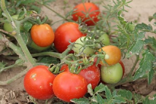 watering and fertilizing