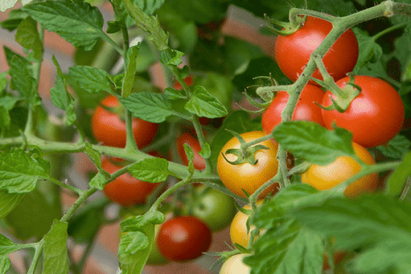 lahodná rajčata