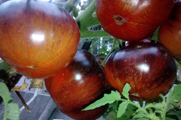 Fruits de tomàquet