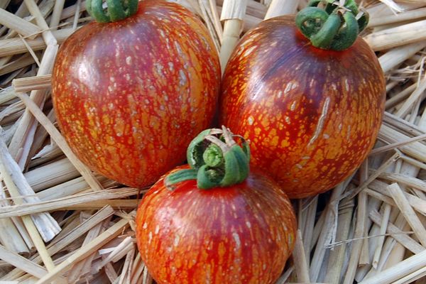 Tomates pretos