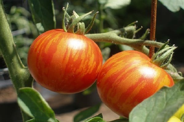 Tigertomate