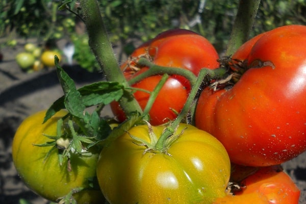 rajčata na zahradě