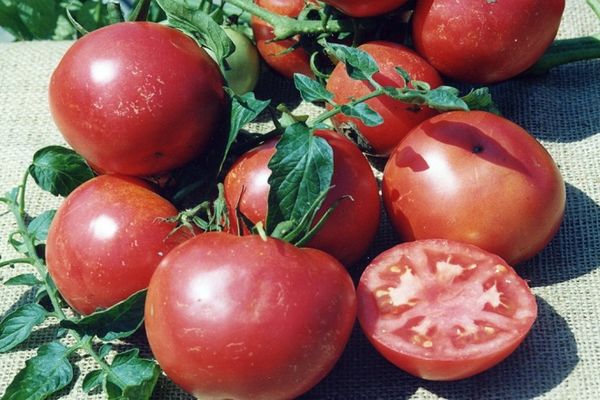 Ripe tomatoes