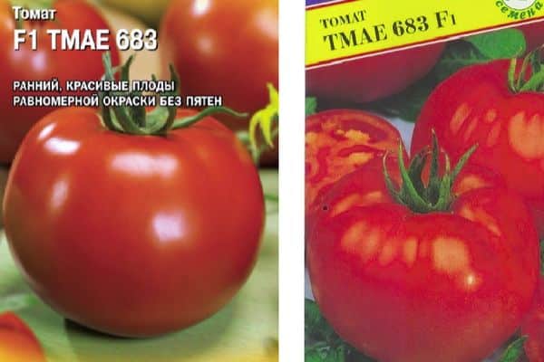 Hybrid tomatoes