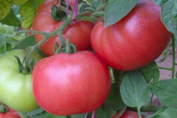 Frutas de tomate