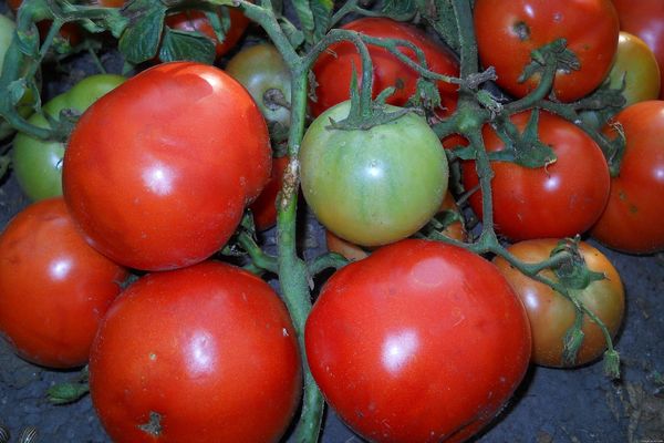 Tomaten anbauen