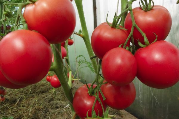 Tomaten in einem Gewächshaus