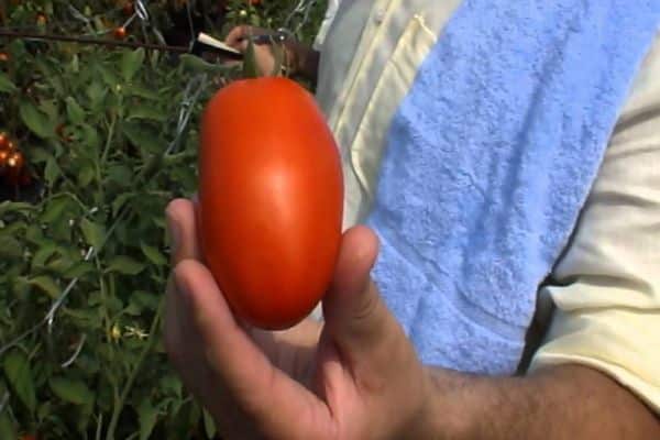 Ripe tomato