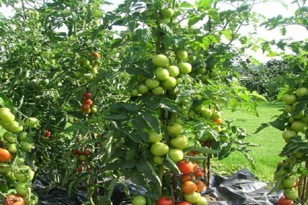 zelené rajče 