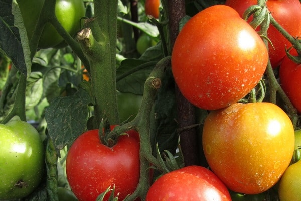 growing tomatoes 