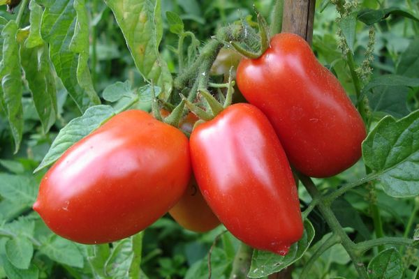 Lange Tomaten