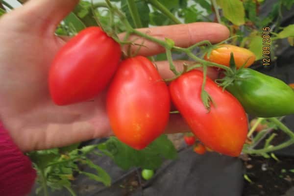 rajčatová Transnovinka