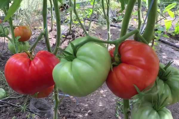 Tomatoes in a greenhouse