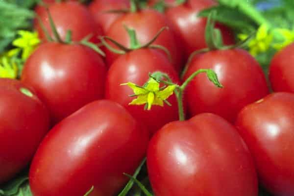 Reife Tomaten