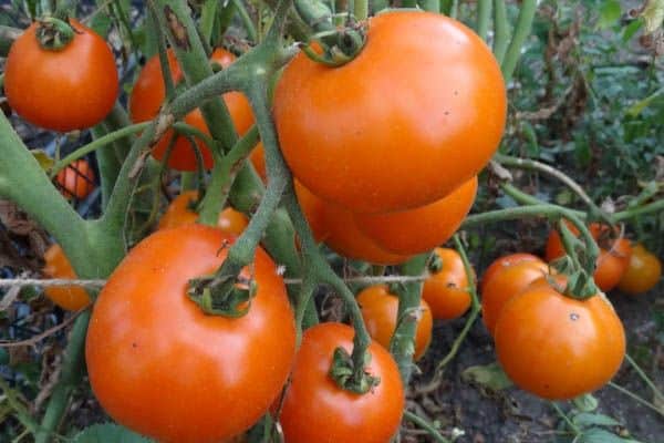 Ripe tomatoes