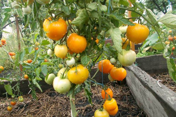 Cultivo de tomates