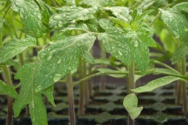 Tomato seedlings