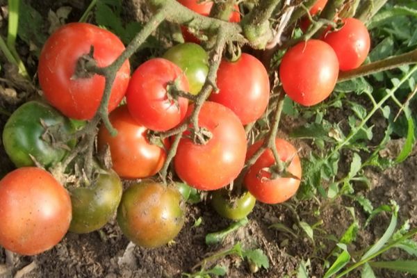 Tomatenbüsche