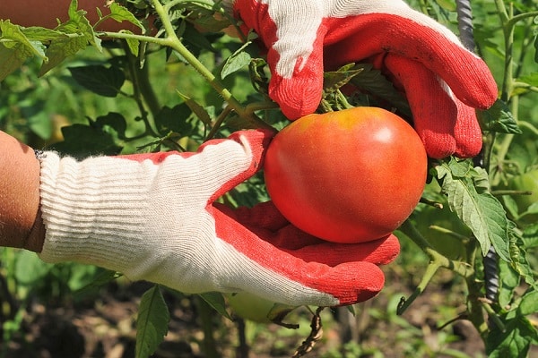 plant varieties