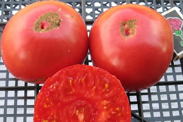 Tomate Vasilina