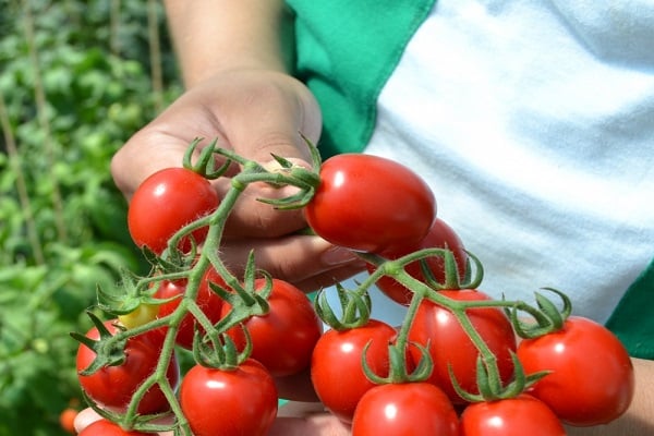 determinate and early ripening