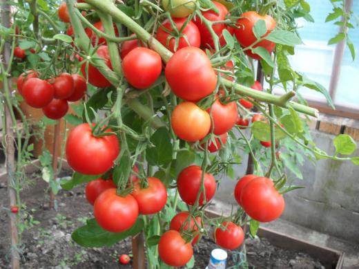 Verlioka tomato in a greenhouse