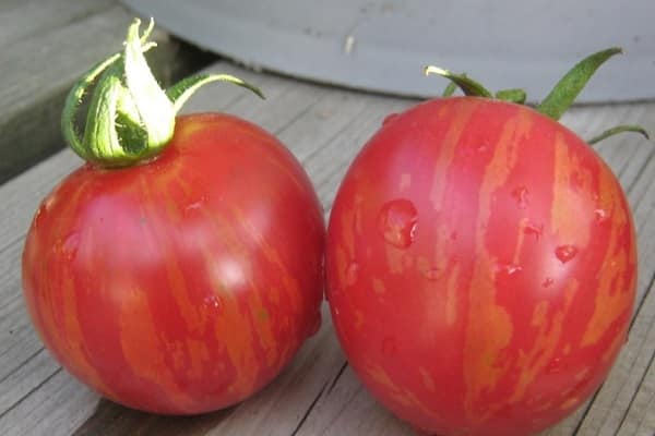 inauguración del tomate