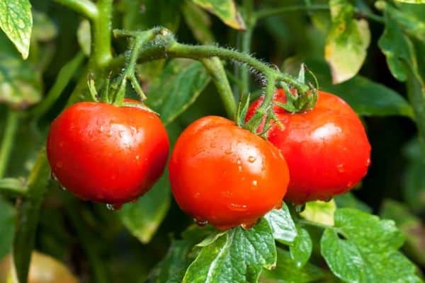 Tomaten auf einem Zweig