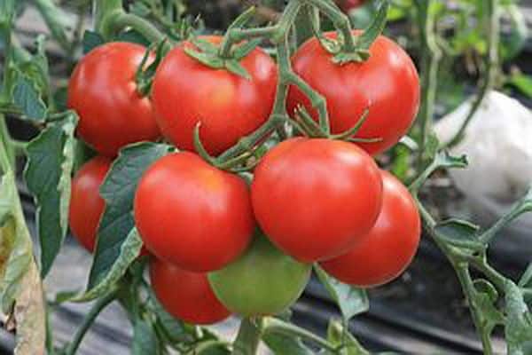 Tomaten im Garten