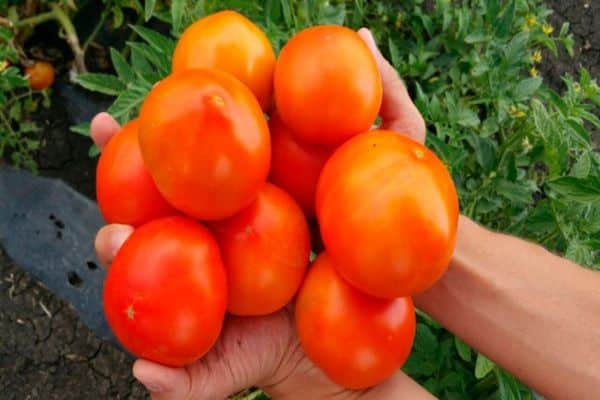 Tomaten wahre Freunde