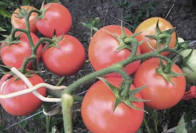 tomatoes apparently invisible in the garden