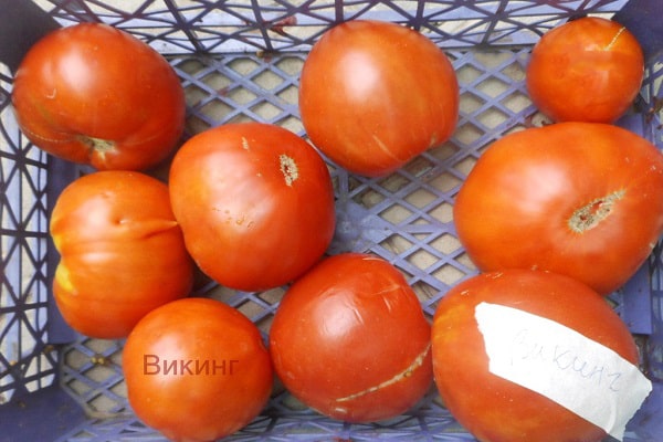 Swedish tomato 