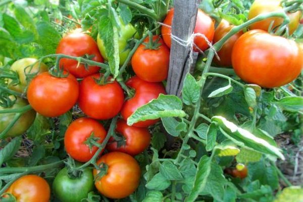 Tomaten im Garten