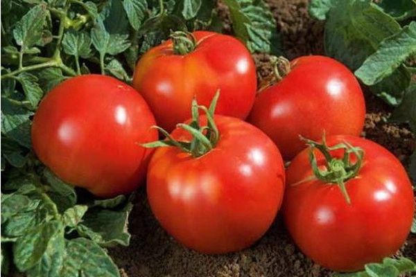 tomatoes harvest