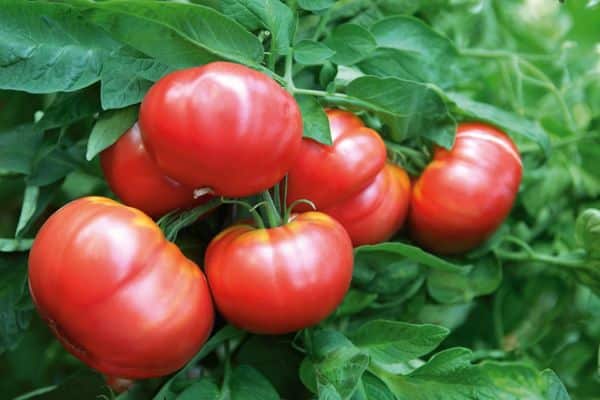 chevalier de la tomate