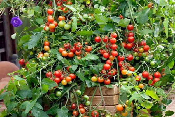 Tomatenwasserfall