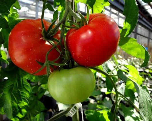 früh reifende Wolgograd-Tomate im Garten