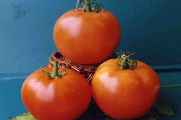 Tomate Wologda