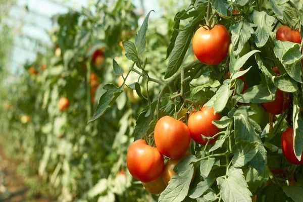 Tomate im Gewächshaus