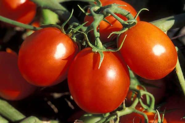 avis sur la tomate